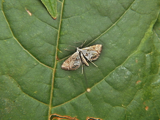 vijačka žaburinková   /   vílenka okřehková ♀ Cataclysta lemnata Linnaeus, 1758