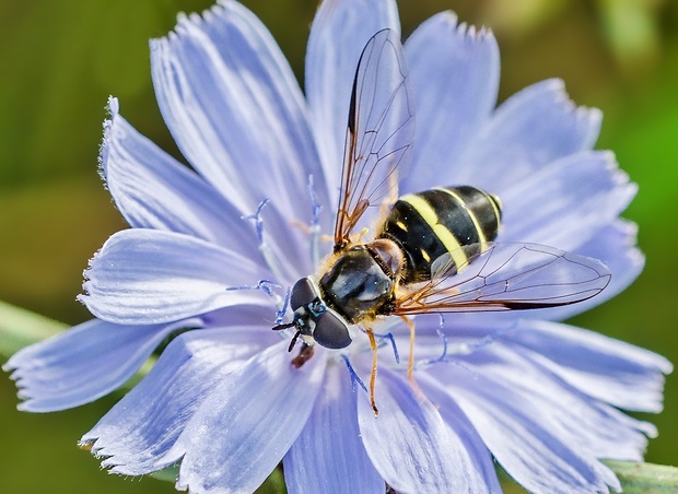 pestrica Dasysyrphus tricinctus ♀