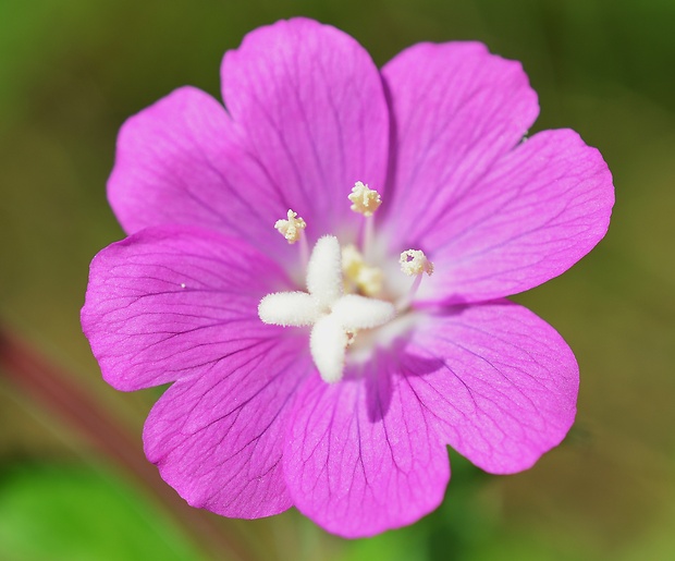 vŕbovka chlpatá Epilobium hirsutum L.