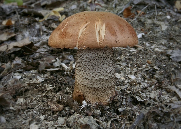 kozák dubový Leccinum aurantiacum (Bull.) Gray