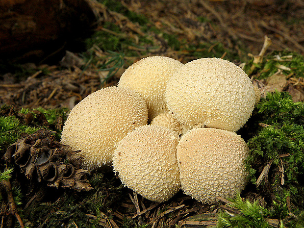 prášnica huňatá Lycoperdon umbrinum Hornem.