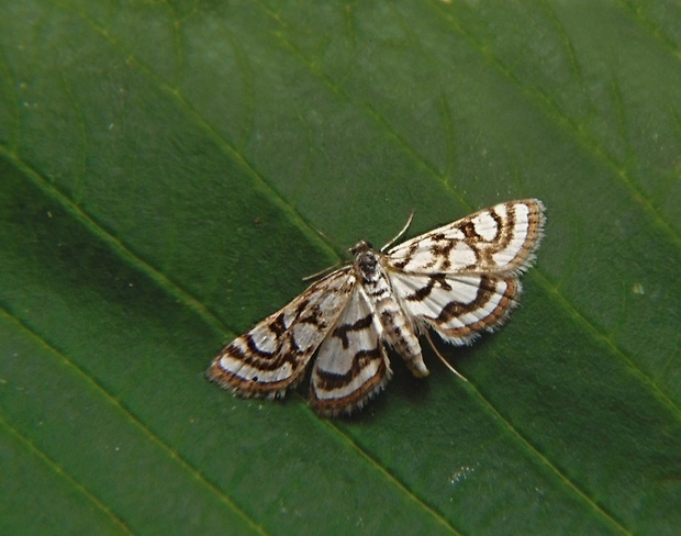 vijačka   /   vílenka zevarová Nymphula nitidulata Hufnagel, 1767