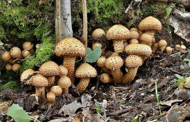 šupinovka šupinatá Pholiota squarrosa (Vahl) P. Kumm.