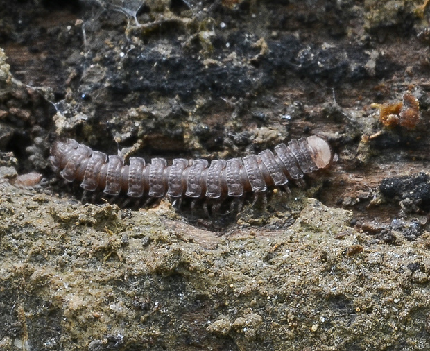 plochuľa Polydesmus cf. complanatus