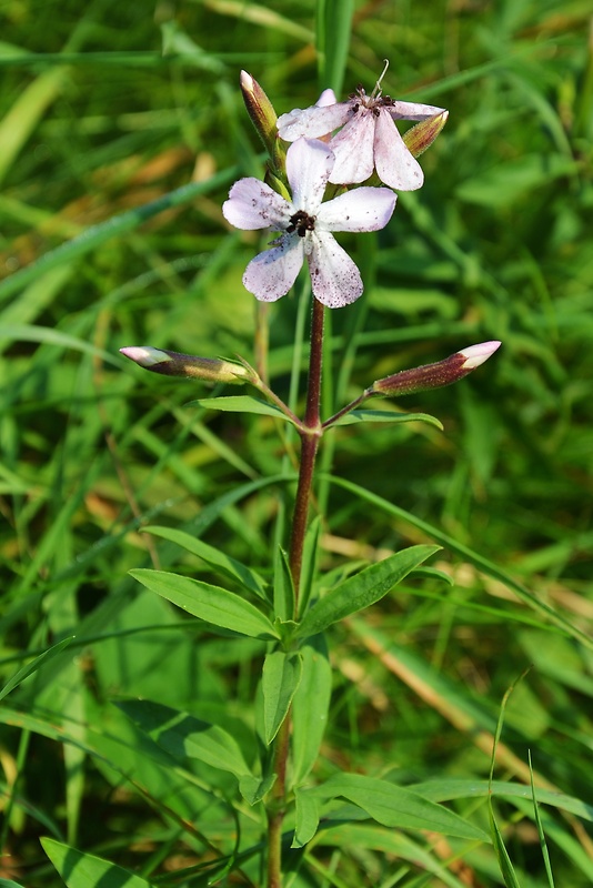 mydlica lekárska Saponaria officinalis L.