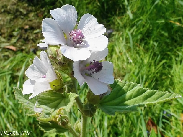 ibiš lekársky Althaea officinalis L.