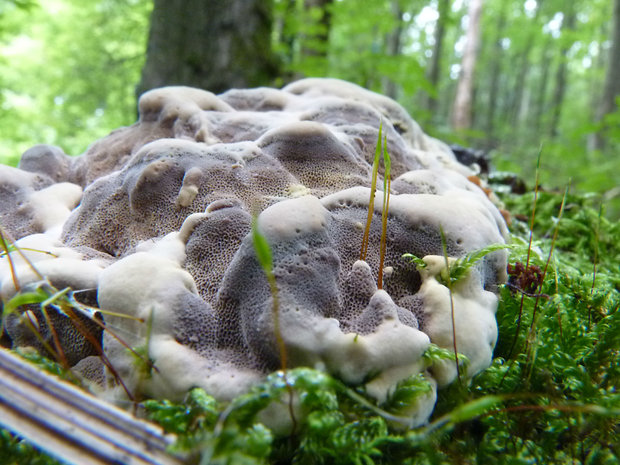 sivopórovka tmavá Bjerkandera adusta (Willd.) P. Karst.