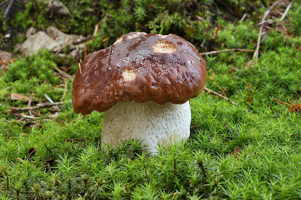 hríb smrekový Boletus edulis Bull.