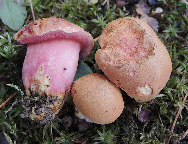 rubínovec obyčajný Chalciporus rubinus (W.G. Sm.) Singer