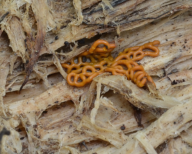 slizovka Hemitrichia serpula (Scop.) Rostaf.