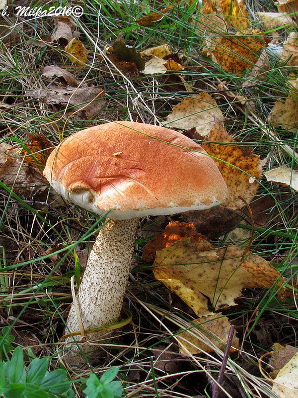 kozák osikový Leccinum albostipitatum den Bakker & Noordel.