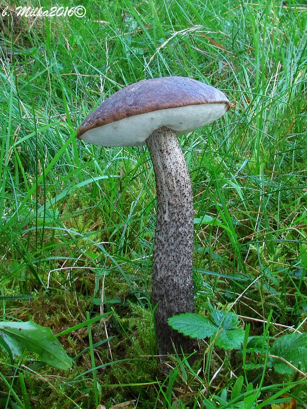 kozák brezový Leccinum scabrum (Bull.) Gray