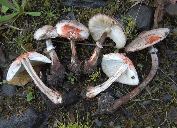 bedlica Badhamova Leucocoprinus badhamii (Berk. & Broome) Locq.