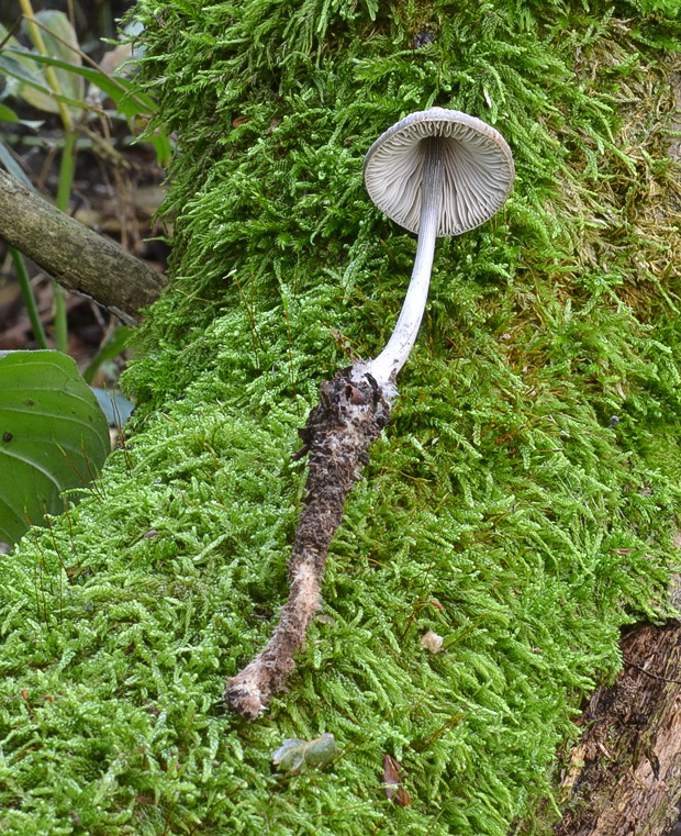 prilbička ryhovaná Mycena polygramma (Bull.) Gray