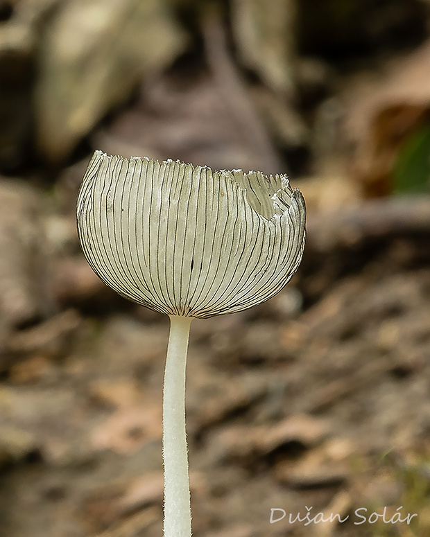 hnojník Parasola sp.