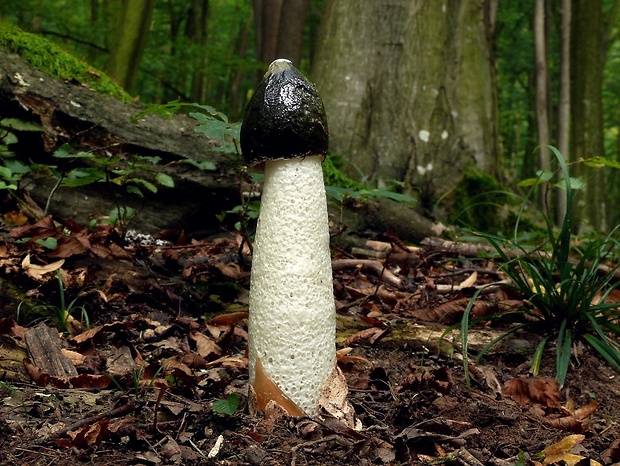 hadovka smradľavá Phallus impudicus L.