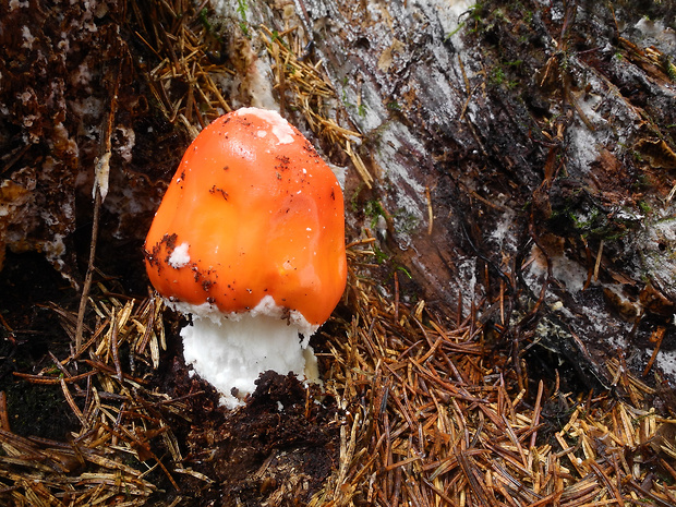 muchotrávka červená Amanita muscaria (L.) Lam.