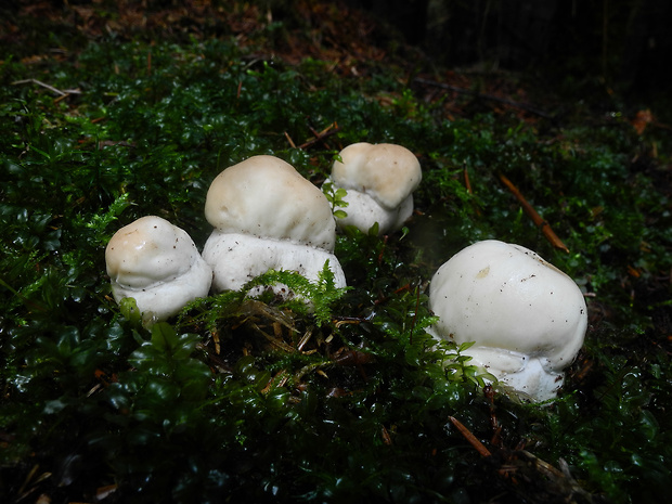 hríb smrekový Boletus edulis Bull.