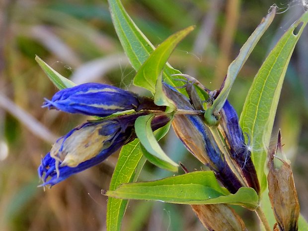 horec luskáčovitý Gentiana asclepiadea L.