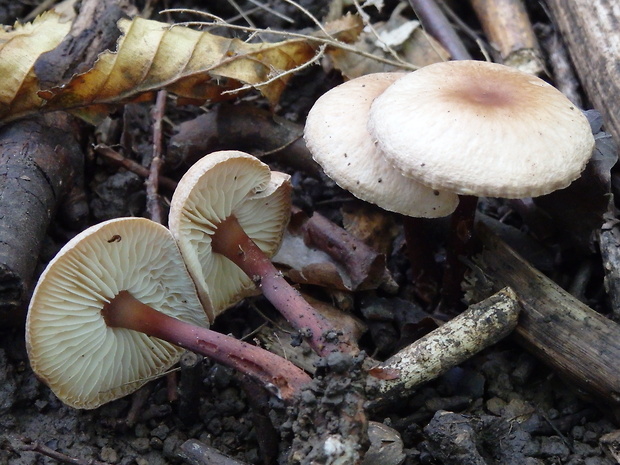 peniazovka červenohlúbiková Gymnopus erythropus (Pers.) Antonín, Halling & Noordel.