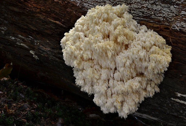 koralovec jedľový Hericium alpestre Pers.