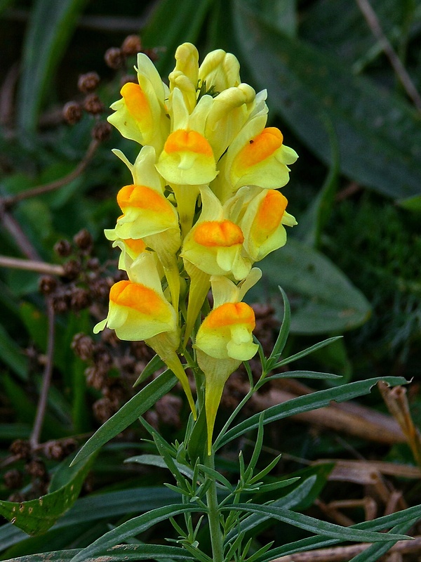 pyštek obyčajný Linaria vulgaris Mill.