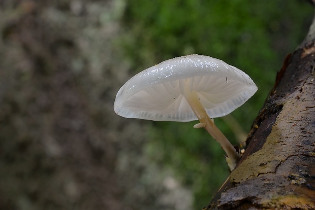 sliznačka obyčajná Mucidula mucida (Schrad.) Pat.