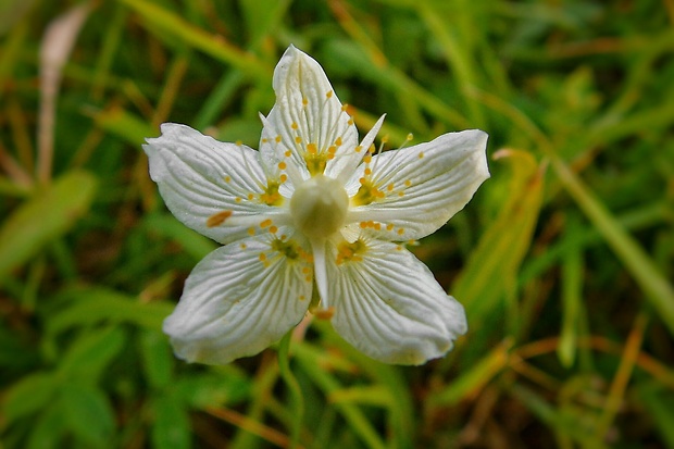 bielokvet močiarny Parnassia palustris L.