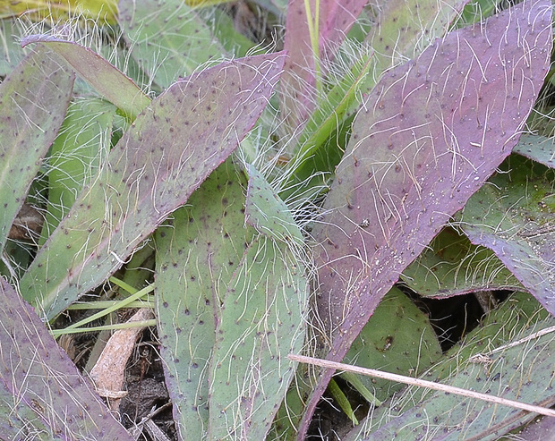 chlpánik obyčajný Pilosella officinarum F. W. Schultz et Sch. Bip.