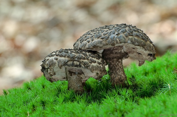 šiškovec šupinatý Strobilomyces strobilaceus (Scop.) Berk.