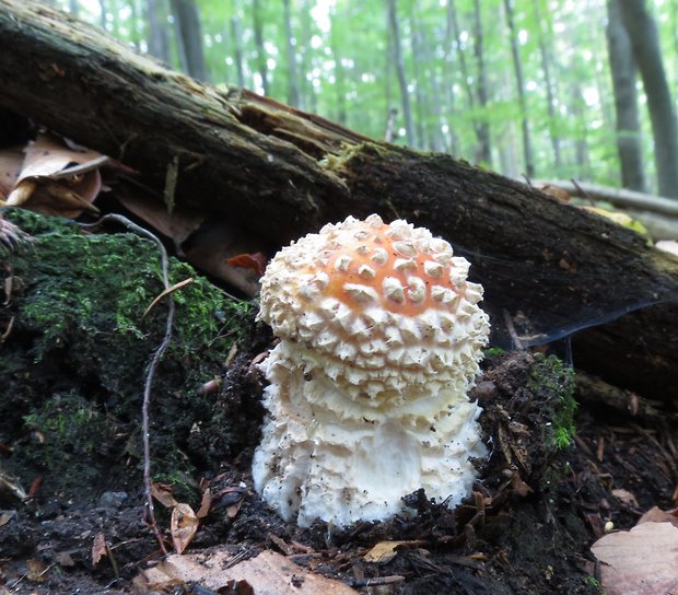 muchotrávka červená Amanita muscaria (L.) Lam.