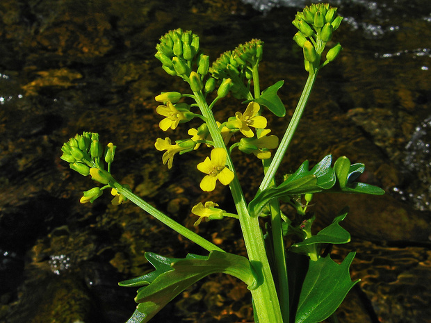 barborka obyčajná Barbarea vulgaris R. Br.