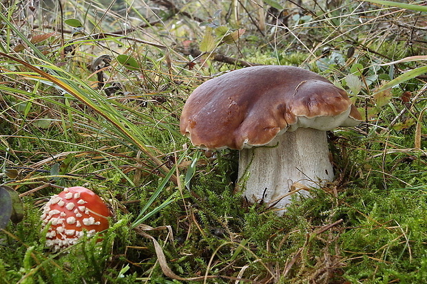 hríb smrekový Boletus edulis Bull.