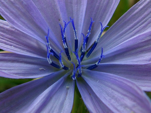 čakanka obyčajná Cichorium intybus L.