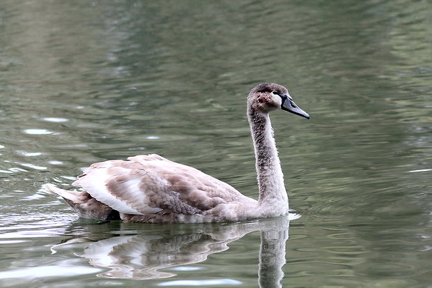 labuť hrbozobá Cygnus olor