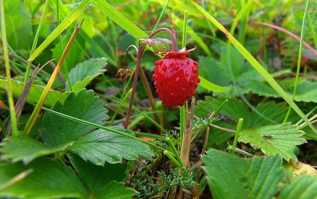 jahoda obyčajná Fragaria vesca L.