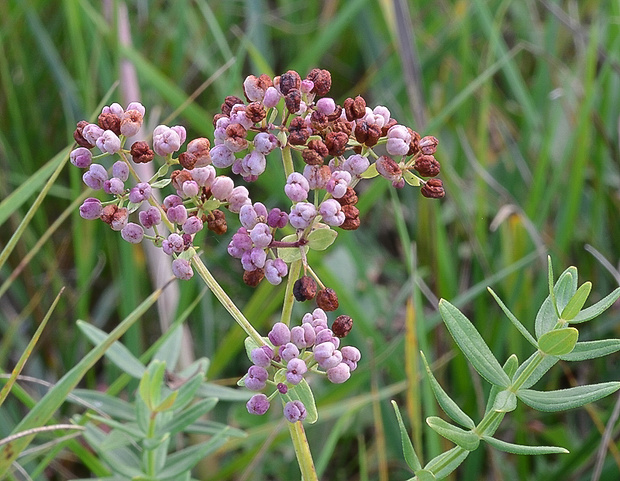 lipkavec Galium sp.