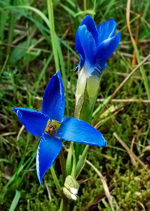 pahorec brvitý Gentianopsis ciliata (L.) Ma