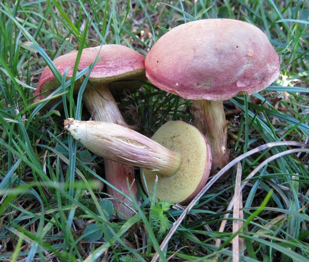 suchohríb karmínový Hortiboletus rubellus (Krombh.) Simonini, Vizzini & Gelardi