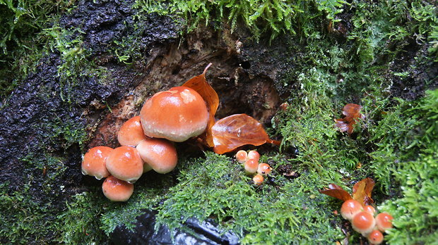 strapcovka tehlovočervená Hypholoma lateritium (Schaeff.) P. Kumm.