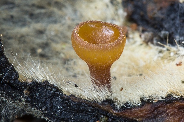 terčovka čiašková Lanzia cf. echinophila (Bull.) Korf