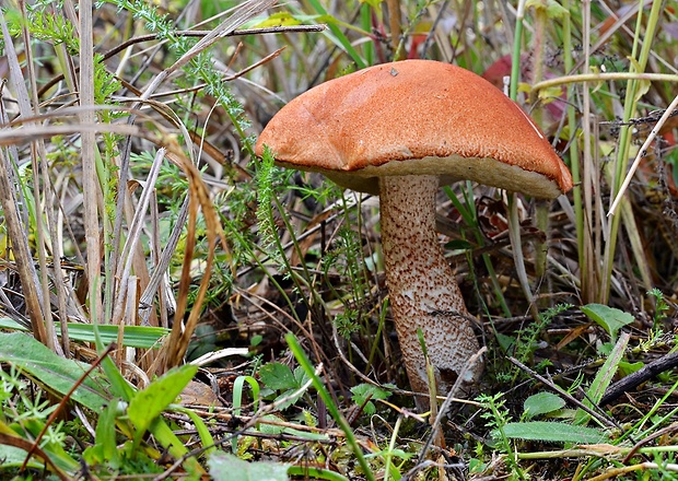 kozák osikový Leccinum albostipitatum den Bakker & Noordel.