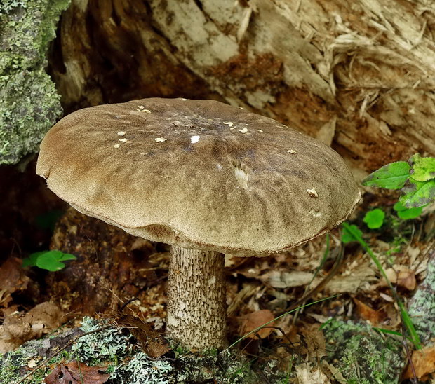 kozák Leccinum sp.