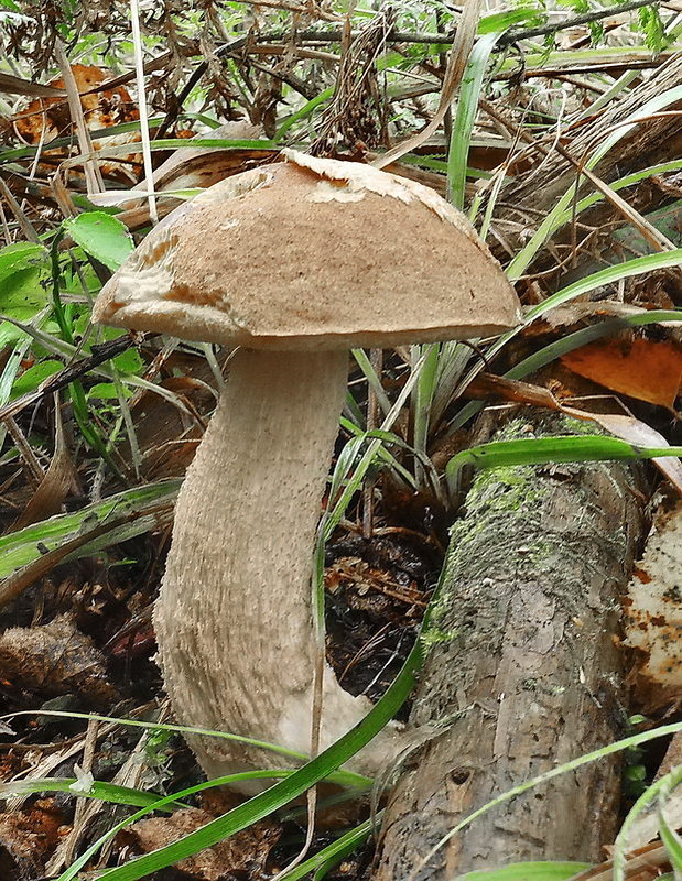 kozák Leccinum sp.