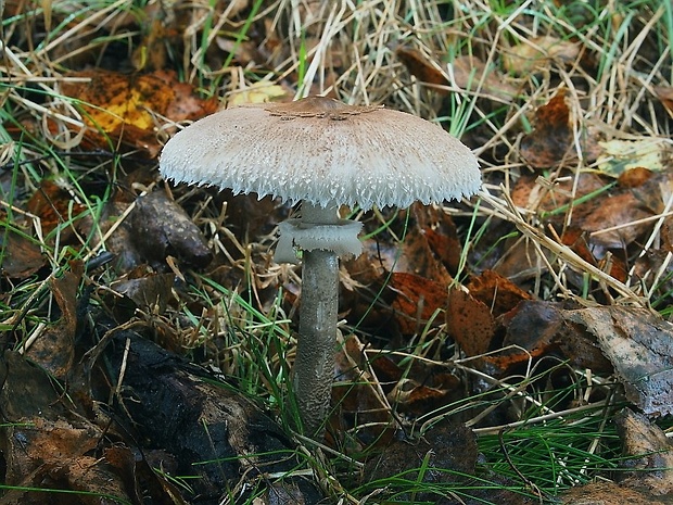 bedľa Konradova Macrolepiota konradii (Huijsman ex P.D. Orton) M.M. Moser