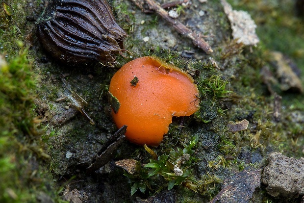 melastíza Melastiza sp.