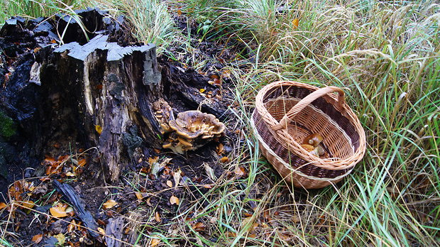 vejárovec obrovský Meripilus giganteus (Pers.) P. Karst.