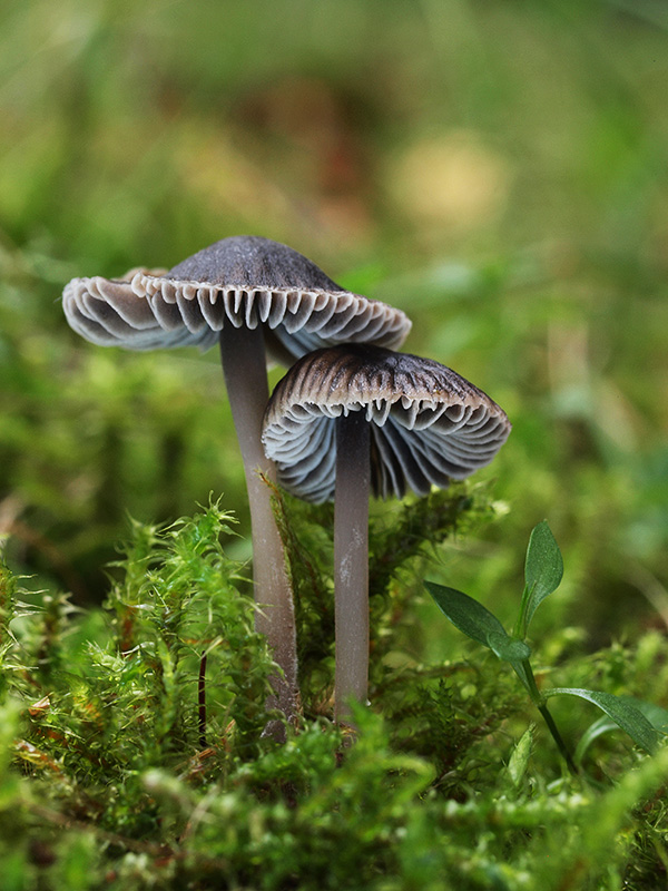 prilbička sivolupeňová Mycena aetites (Fr.) Quél.