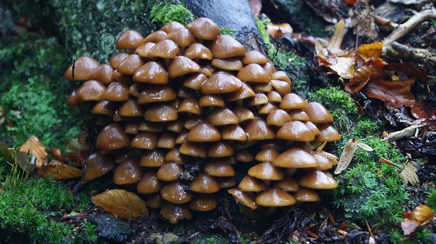 prilbička Mycena sp.