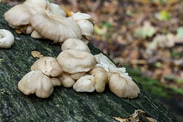 hliva lievikovitá Pleurotus cornucopiae (Paulet) Rolland